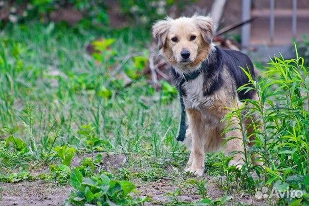 Красивая молодая собака купить на Зозу.ру - фотография № 1