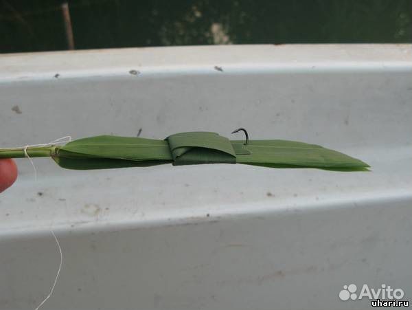 Как ловить амура на камыш. Ловля белого амура на камыш оснастка. Снасть на амура на камыш. Белый амур на камыш. Белый амур на камыш.
