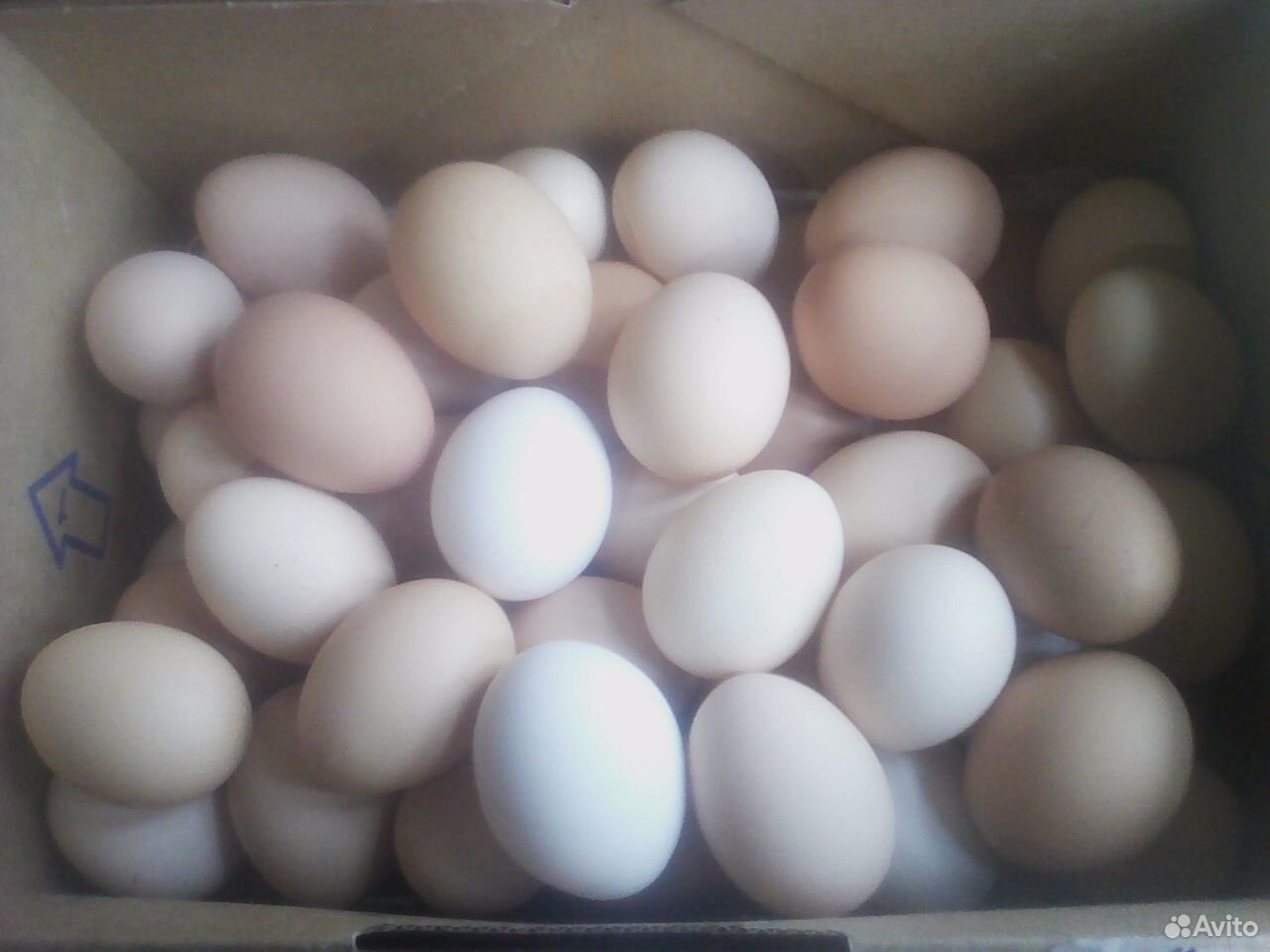 Инкубаторские яйца. Яйцо инкубационное купить в Орле и области на авито. Инкубационное яйцо купить в Нижегородской области на авито.