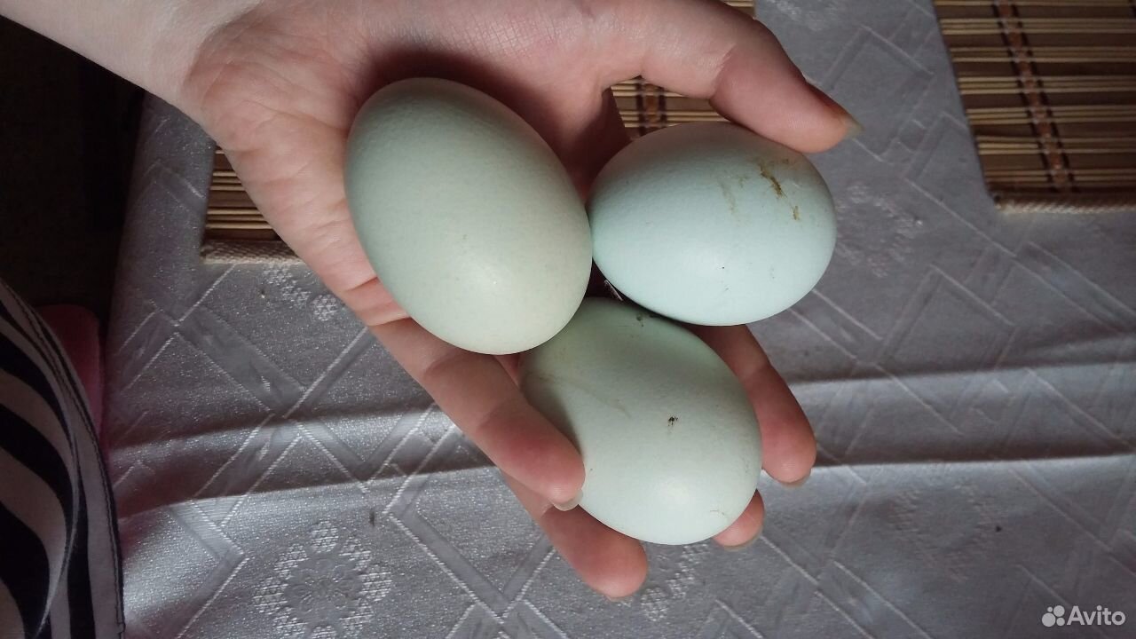 Продажа инкубационных яиц купить на Зозу.ру - фотография № 1
