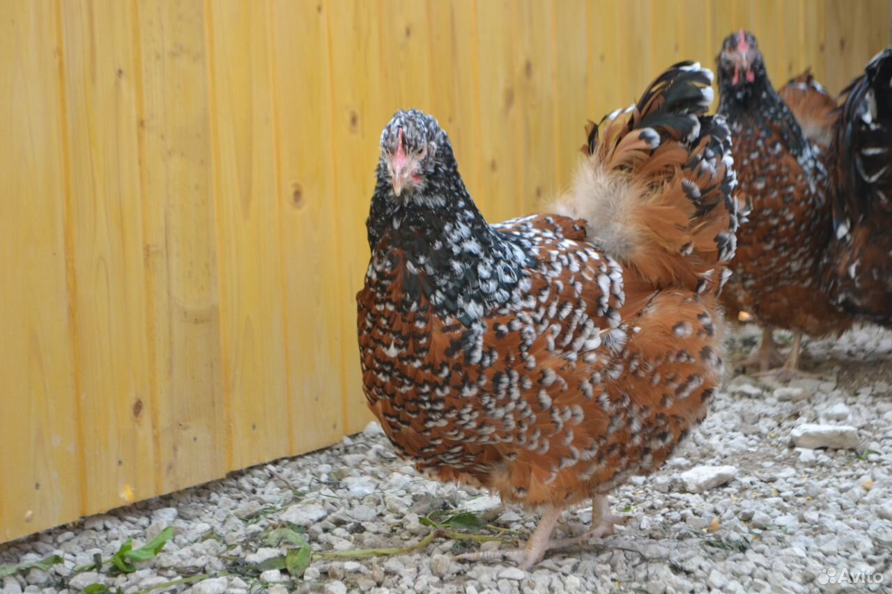 Орпингтон фарфоровый цыплята купить на Зозу.ру - фотография № 2