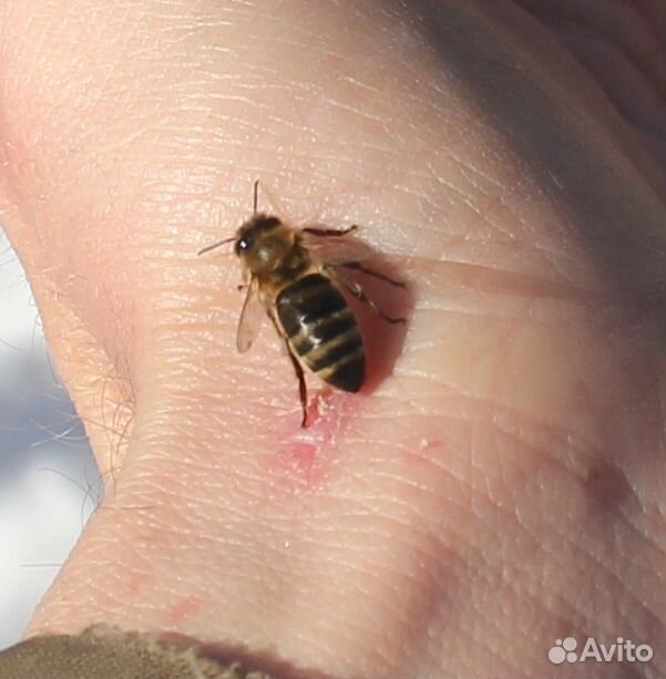 Рой пчёл среднерусской породы купить на Зозу.ру - фотография № 6