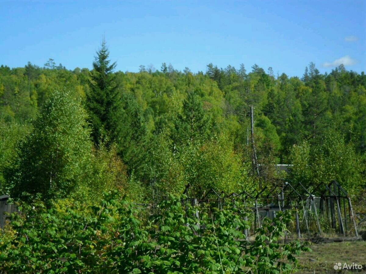 лес чудес иркутск голоустненский тракт фото