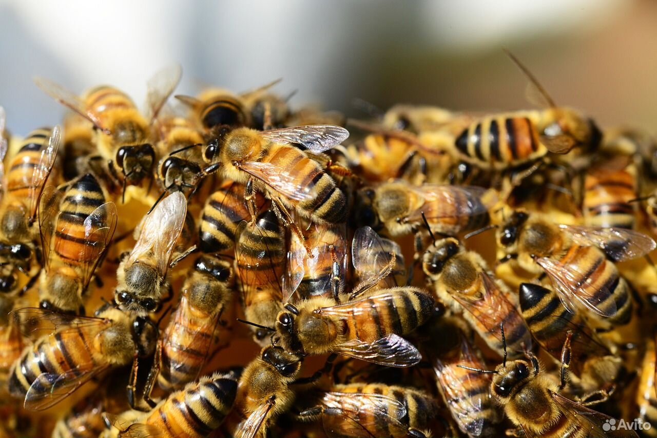 Продам пчёл купить на Зозу.ру - фотография № 3