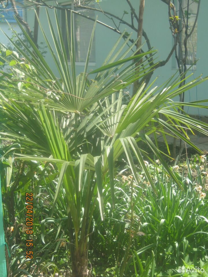 Пальма китайская вееролистная. Аукуба саженцы купить на Зозу.ру - фотография № 2