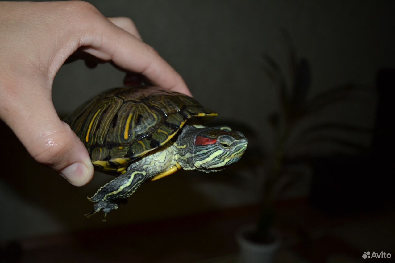 Красноухая черепаха купить на Зозу.ру - фотография № 6