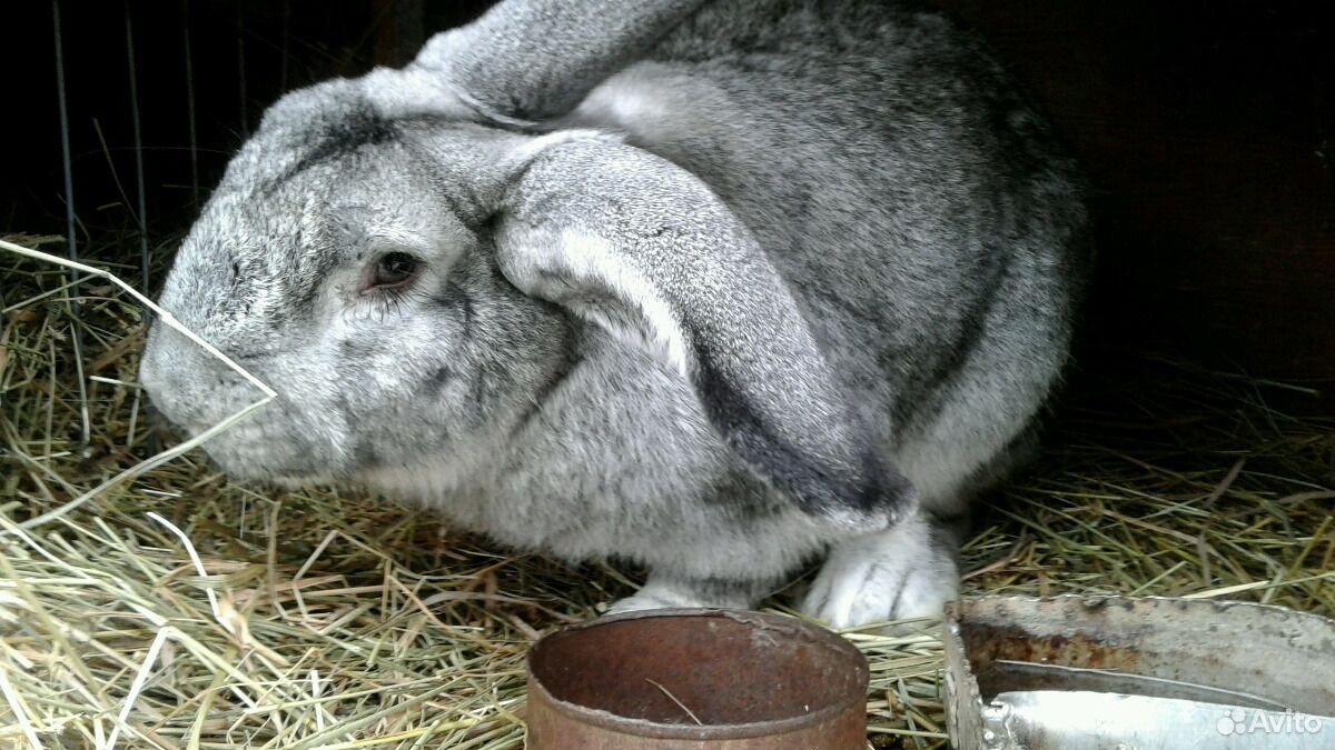Купить Кроликов В Курганской Области