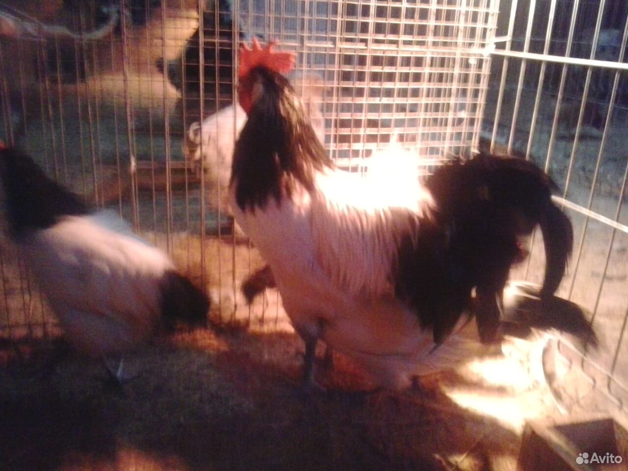 Инкубационное яйцо элитных кур, цыплята купить на Зозу.ру - фотография № 2