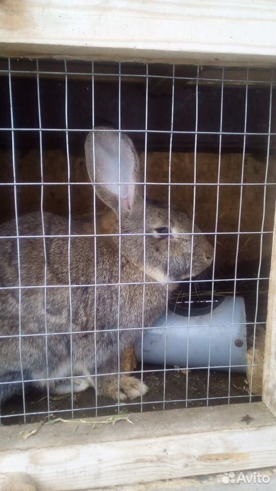Кролики Фландр (крольчата обмен) купить на Зозу.ру - фотография № 5