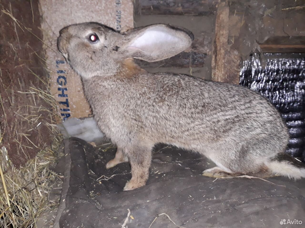 Кролики породы немецкий ризен купить на Зозу.ру - фотография № 2