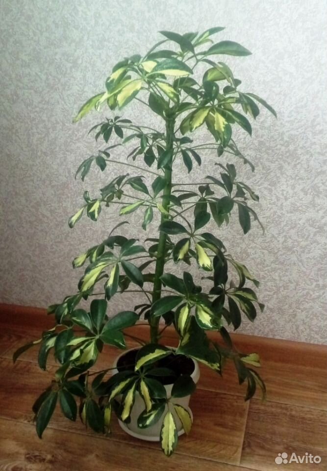 Комнатное растение Шефлера купить на Зозу.ру - фотография № 1