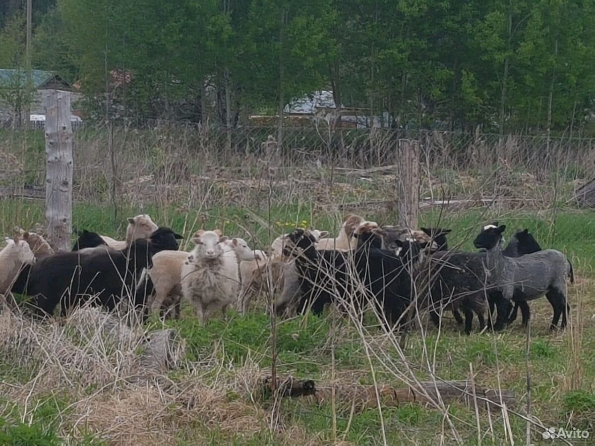 Барашки, овечки на курбан купить на Зозу.ру - фотография № 2