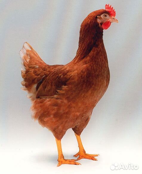 Цыплята "Ломан браун" купить на Зозу.ру - фотография № 1