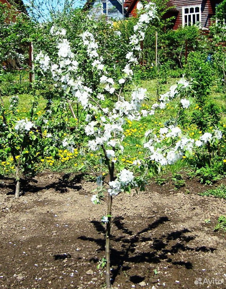 Яблони сортовые, 5-6 лет, плодоносящие купить на Зозу.ру - фотография № 5