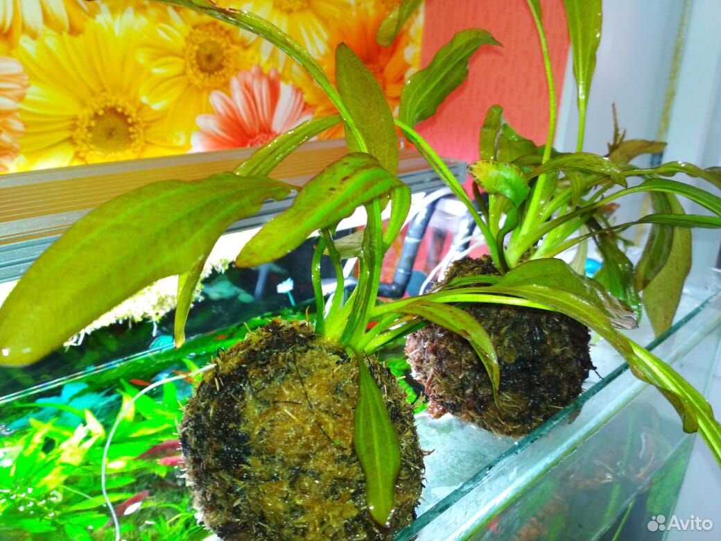 Аквариумное растение Эхинодорус купить на Зозу.ру - фотография № 2