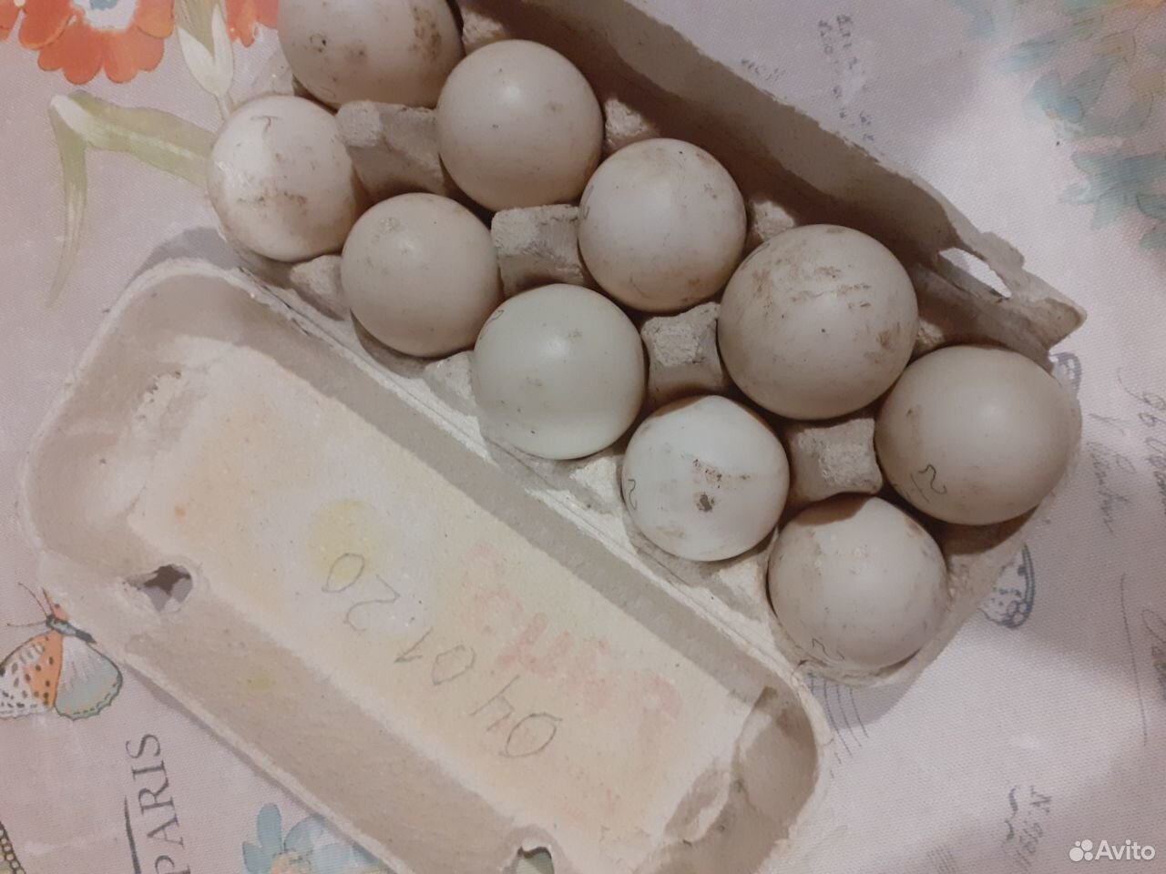 Инкубационное яйцо индоутки (мускусной утки) купить на Зозу.ру - фотография № 2