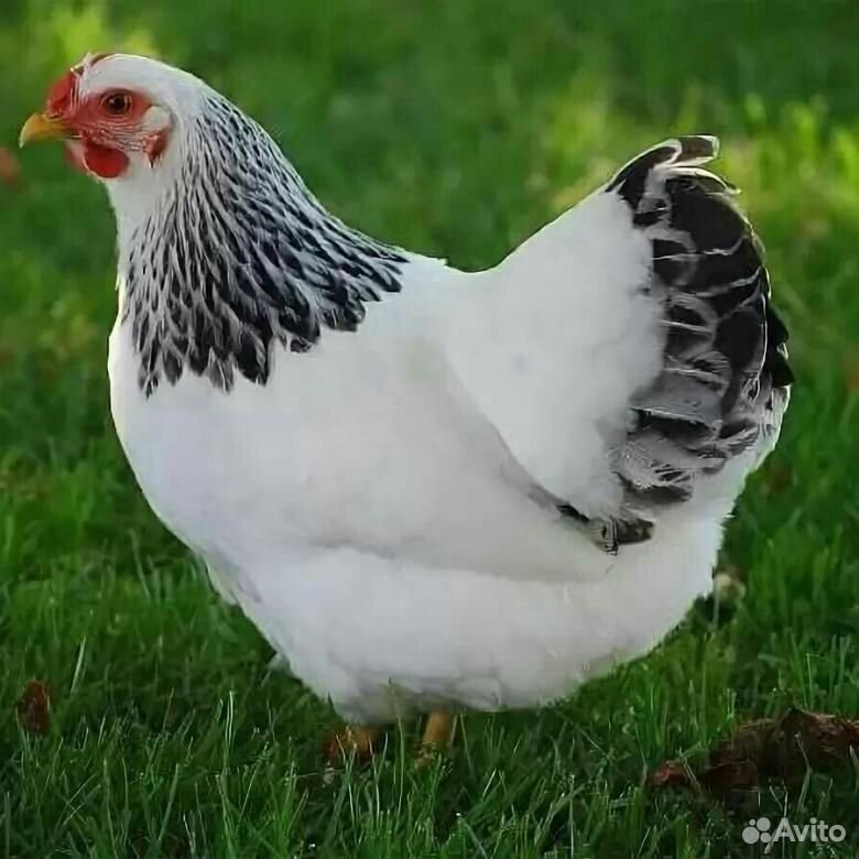 Продаются цыплята породы Адлерская Серебристая купить на Зозу.ру - фотография № 3