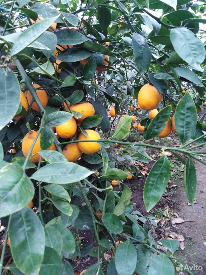 Саженцы апельсина,лимона,мандарина,грейпфрут,лавра купить на Зозу.ру - фотография № 2