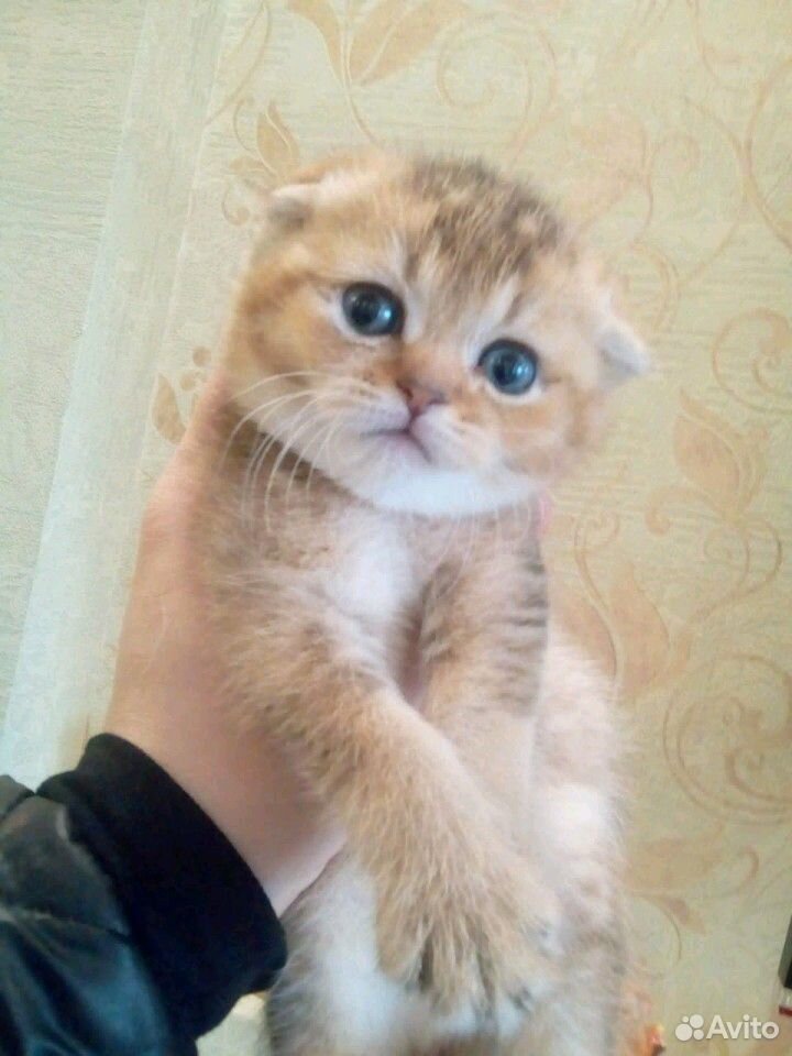 Клубные котята купить на Зозу.ру - фотография № 6