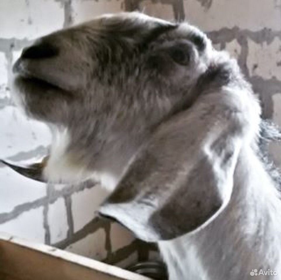 Племенной нубийский козел с документами купить на Зозу.ру - фотография № 1