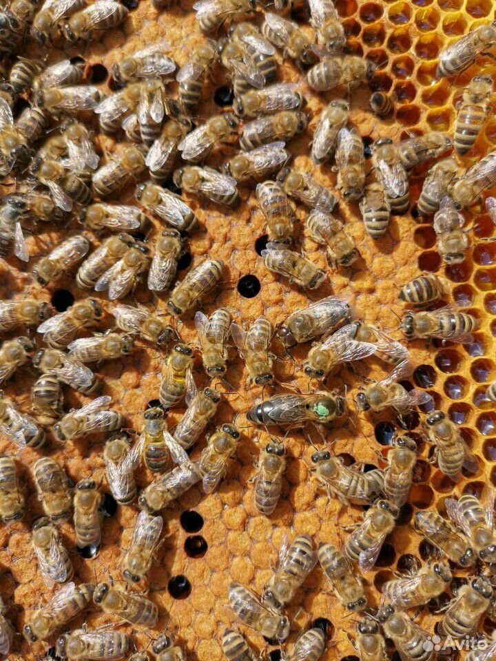 Качественные пчелопакеты-2020 купить на Зозу.ру - фотография № 4