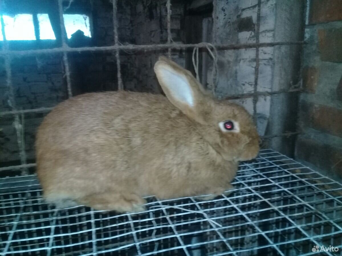 Кормушки для кролика кролиха тоже продается навази купить на Зозу.ру - фотография № 3