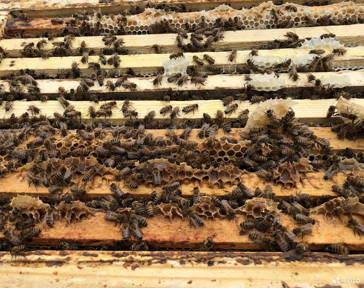 Продам пчел, пчеломаток купить на Зозу.ру - фотография № 1