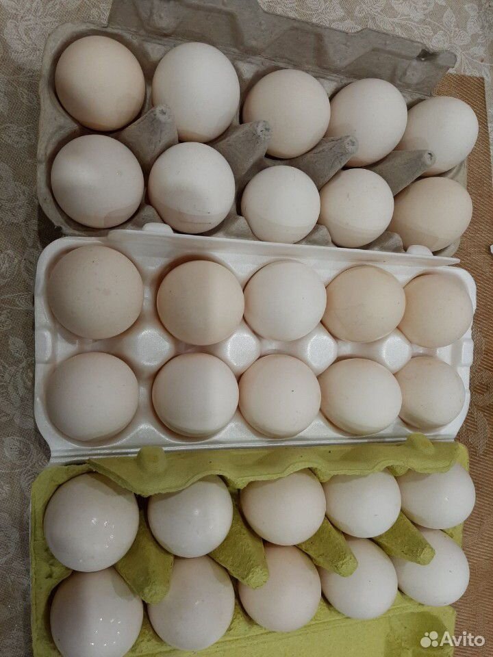 Купить инкубационное яйцо в воронежской области. Пушкинские яйца.