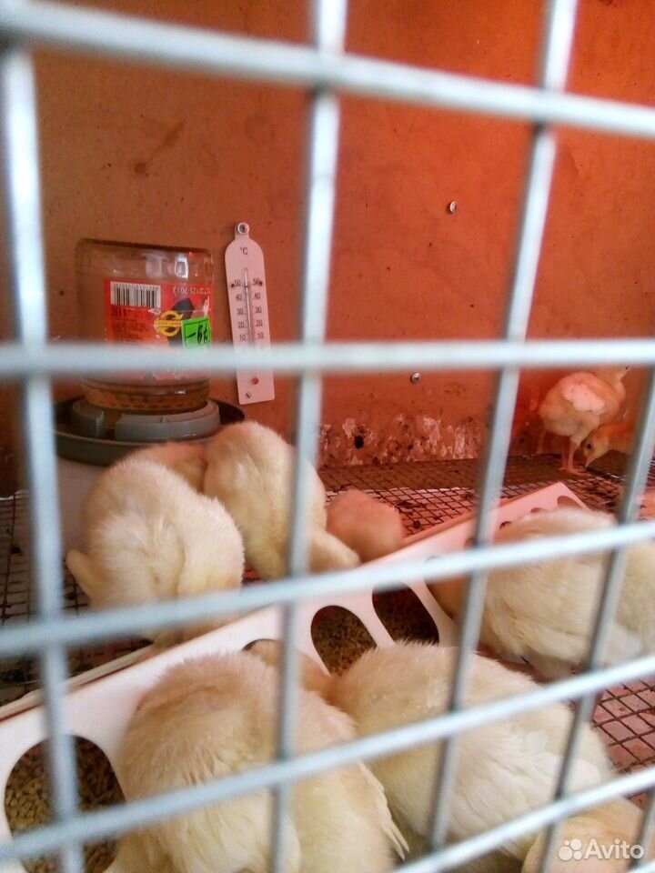 Индюшата, цыплята купить на Зозу.ру - фотография № 5