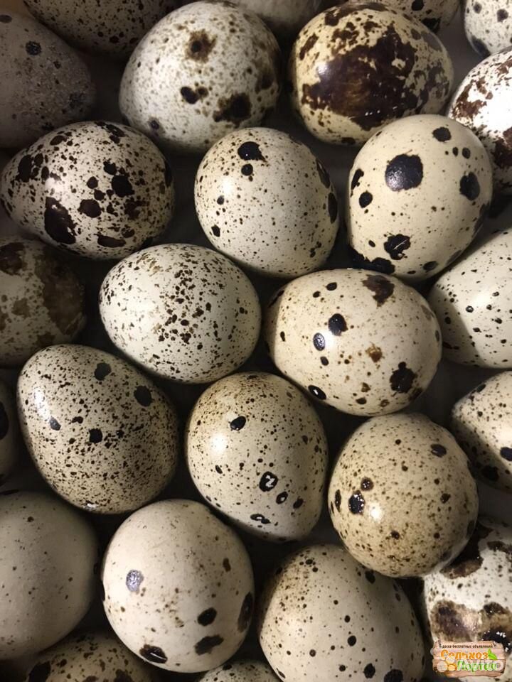 Перепелиные яйца купить на Зозу.ру - фотография № 3