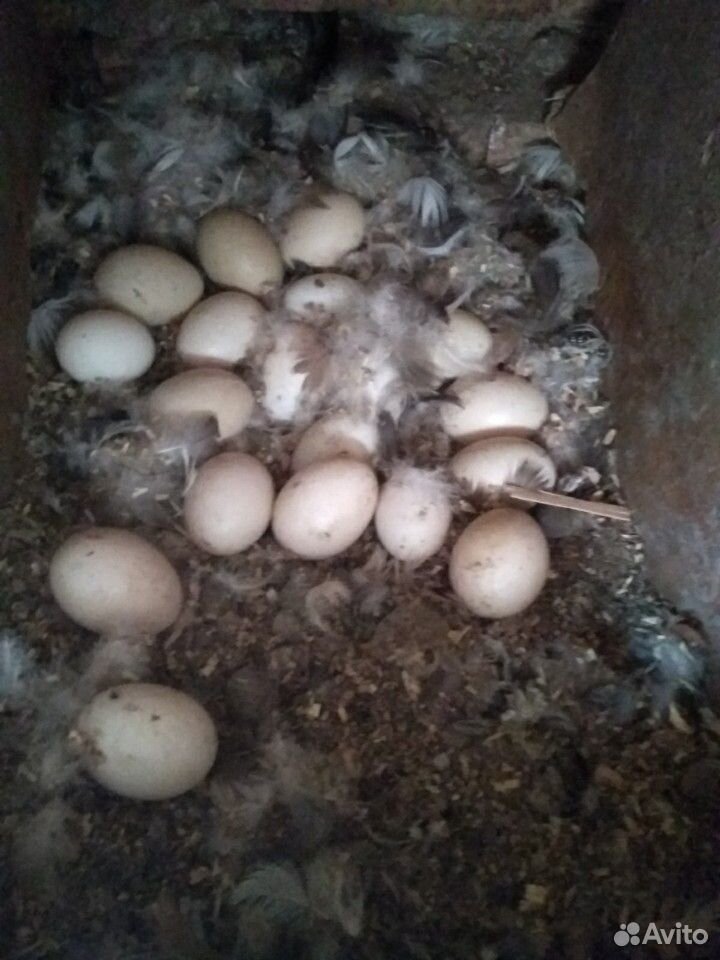 Инкубационное яйцо утки, индоутки купить на Зозу.ру - фотография № 3