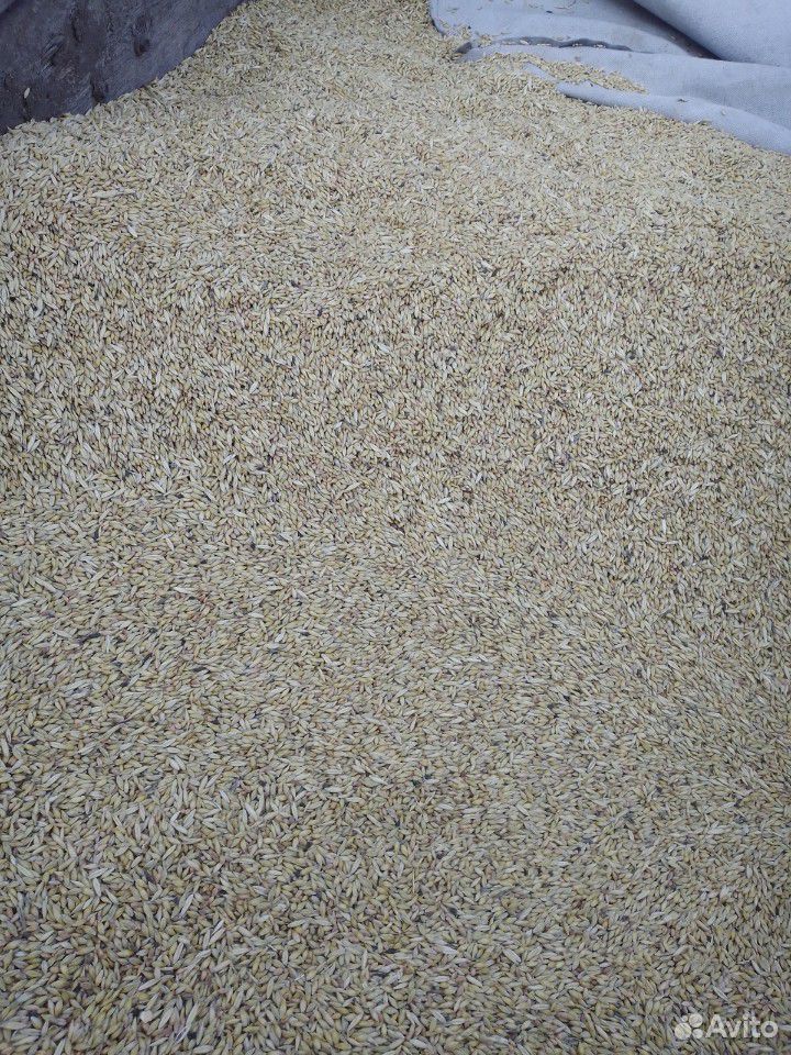 Пшеница ячмень купить на Зозу.ру - фотография № 1