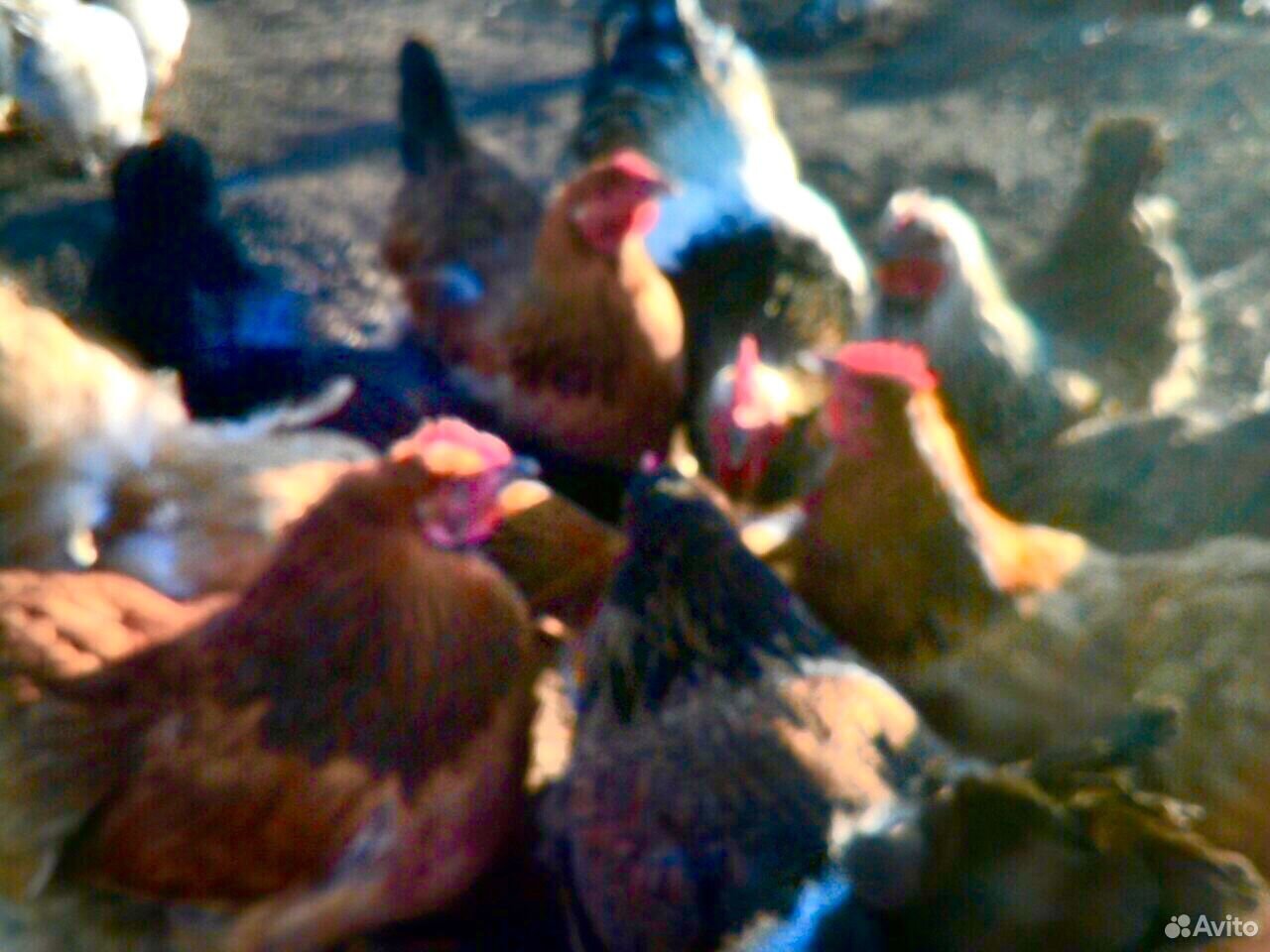 Инкубационное яйцо и цыплята кур породы Брама купить на Зозу.ру - фотография № 7