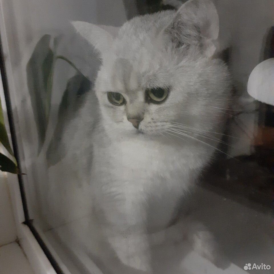 Кошка вязка.Серебристый шиншилл ждет в гости невес купить на Зозу.ру - фотография № 10