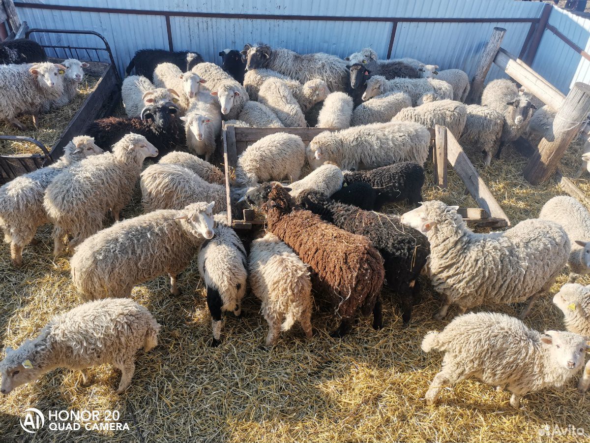 Овцы, бараны, ярки купить на Зозу.ру - фотография № 2