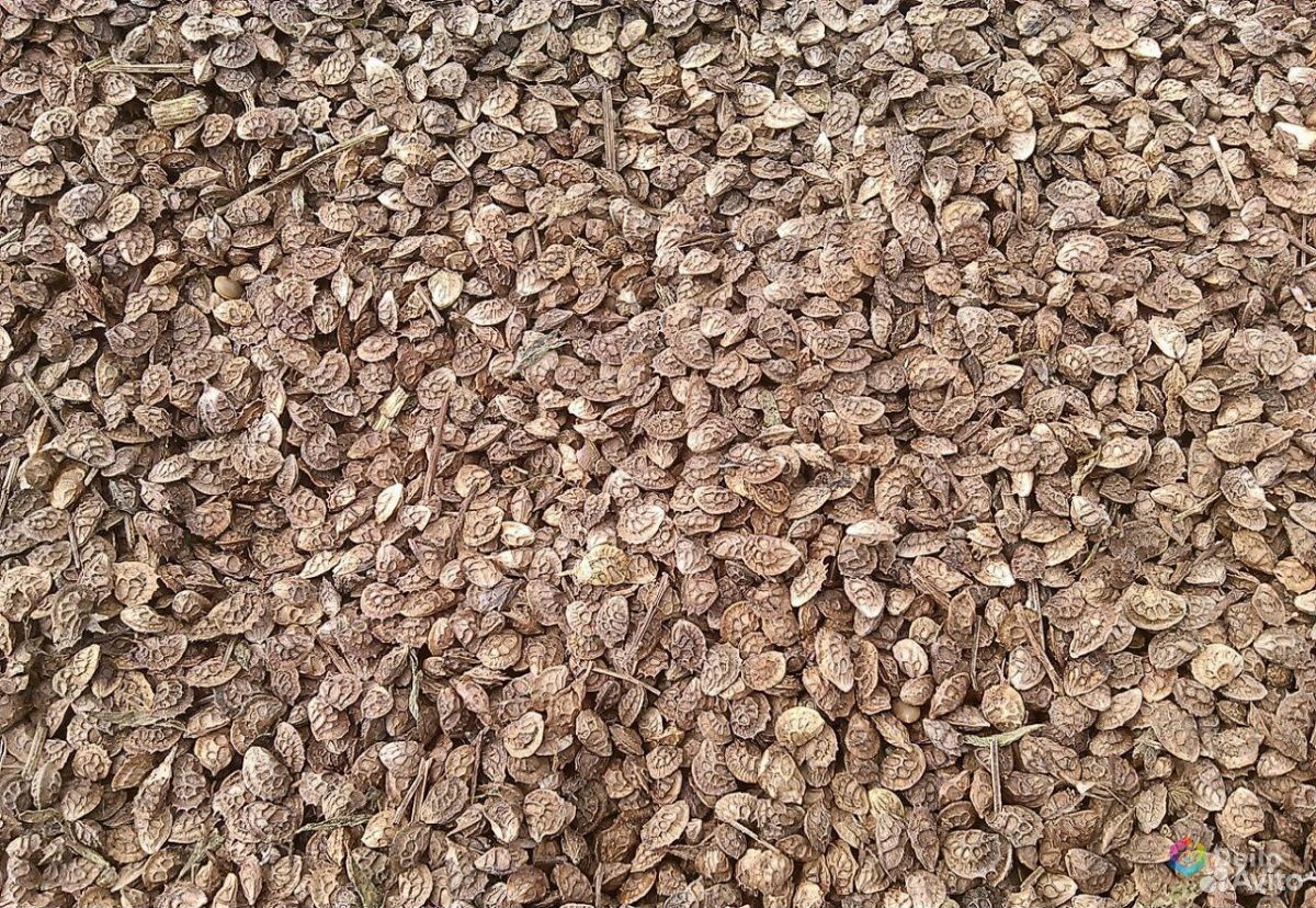 Семена суданки, экспортцета купить на Зозу.ру - фотография № 2