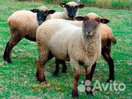Молодой барашек и две молодых овцы купить на Зозу.ру - фотография № 1