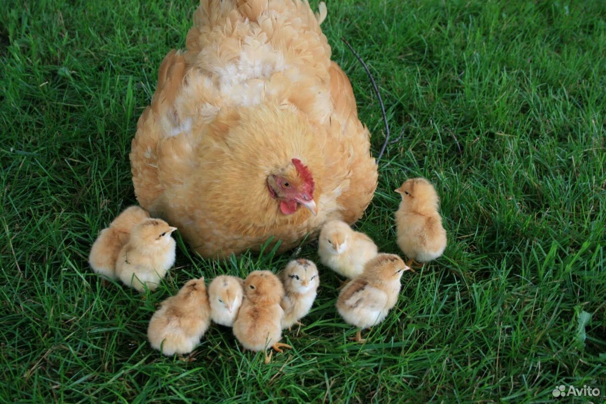 Цыплята и яйцо инкубационные разных пород купить на Зозу.ру - фотография № 1
