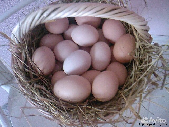 Яйца под наседку, в инкубатор купить на Зозу.ру - фотография № 1