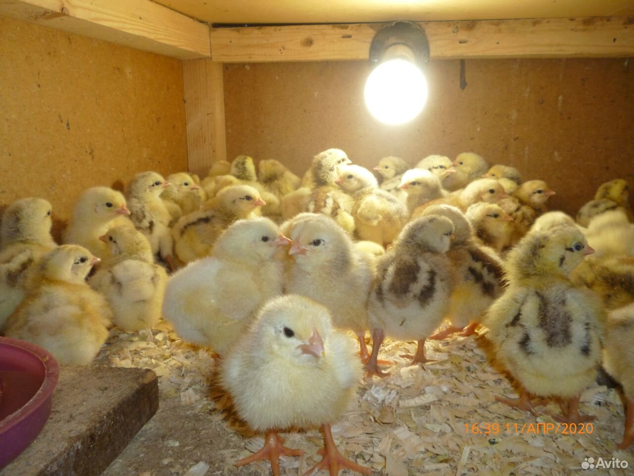 Цыплята Гусята купить на Зозу.ру - фотография № 2