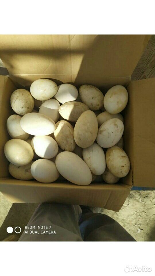 Гусиные яйца. Линда инкубационное купить на Зозу.ру - фотография № 2