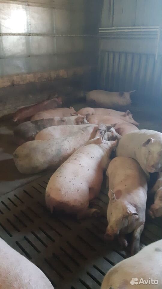 Продам свинину в живом весе купить на Зозу.ру - фотография № 2