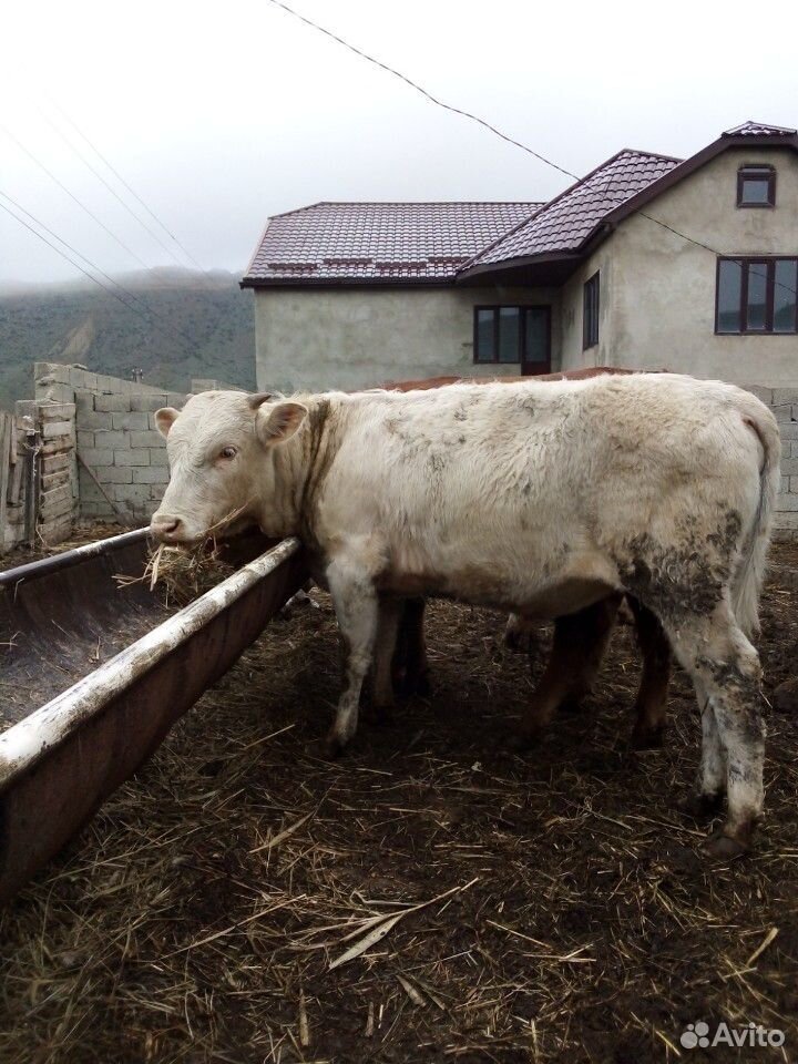 Бычки,корова,тёлки купить на Зозу.ру - фотография № 1