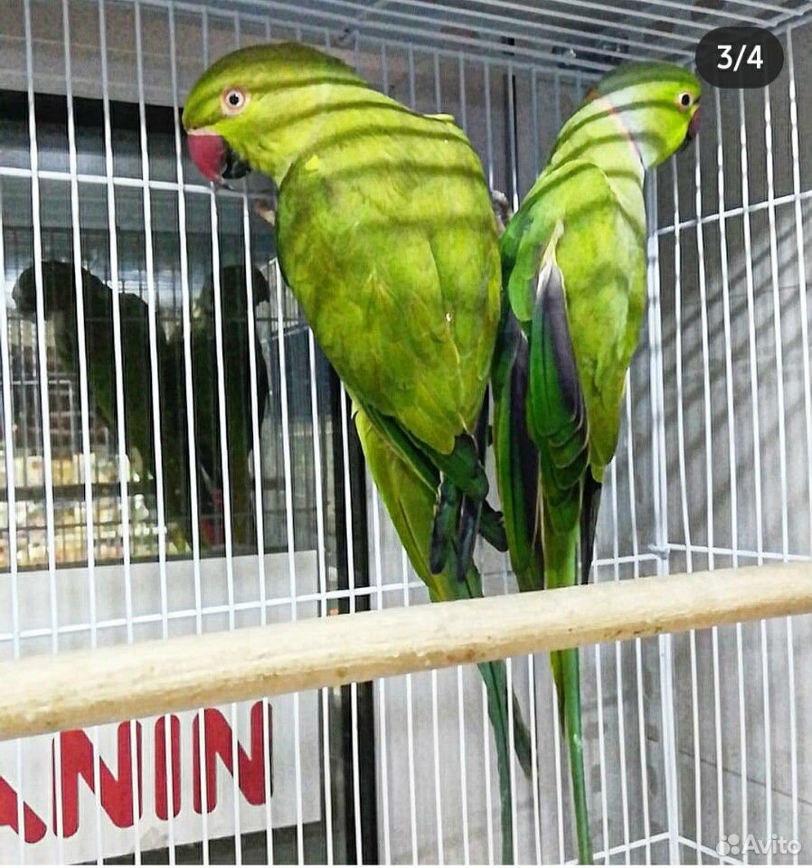 Ожереловые попугаи(пара) купить на Зозу.ру - фотография № 2