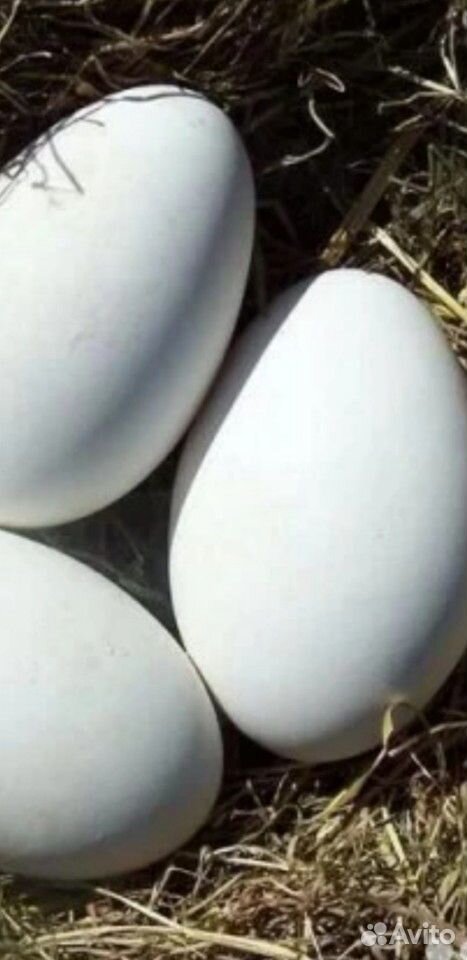 Яйца гусиные в инкубатор купить на Зозу.ру - фотография № 1