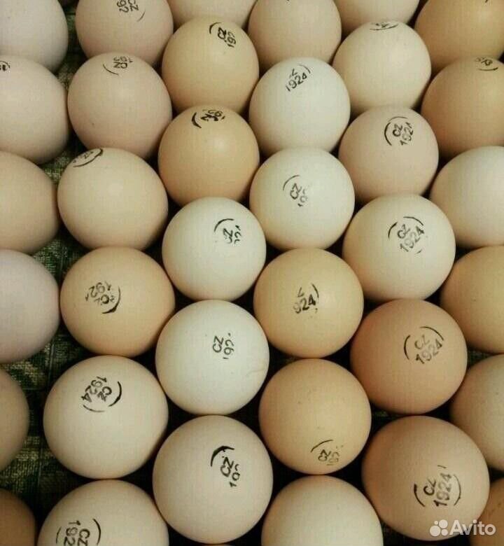 Инкубационное яйцо бройлера купить на Зозу.ру - фотография № 1