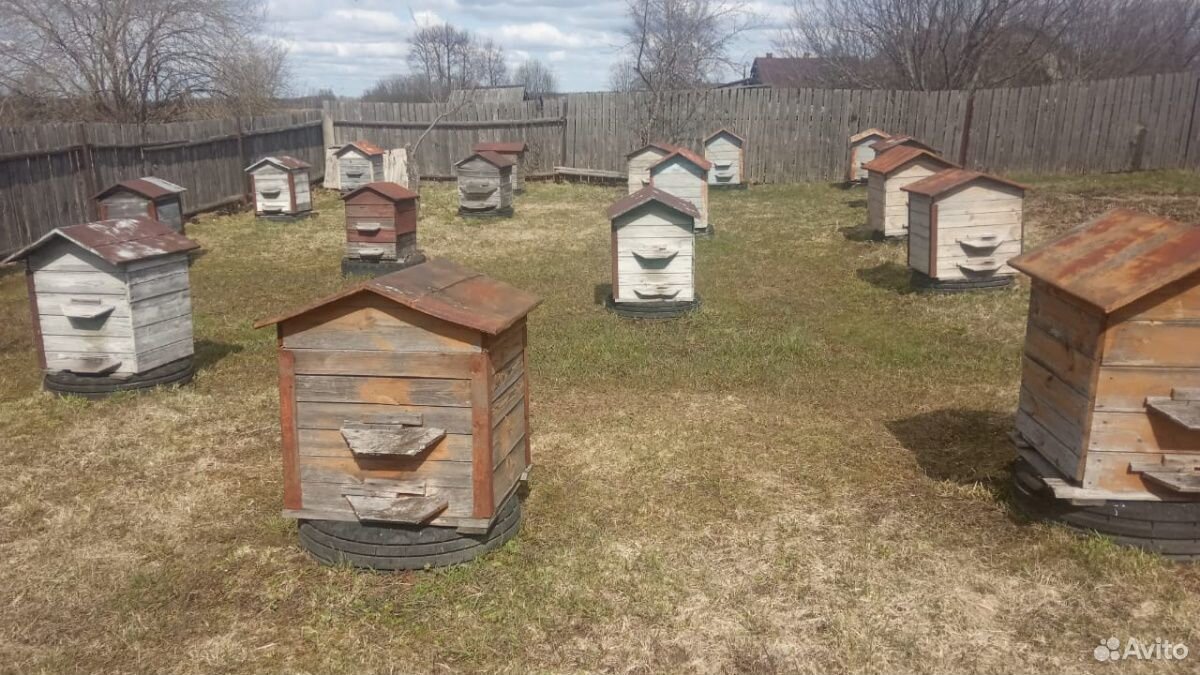 Ульи с пчелами 10 семей купить на Зозу.ру - фотография № 4