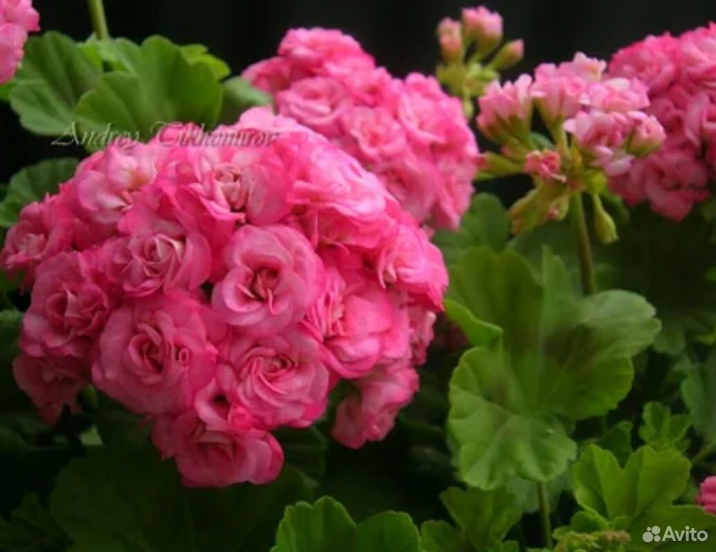 Пеларгония Античная роза купить на Зозу.ру - фотография № 2