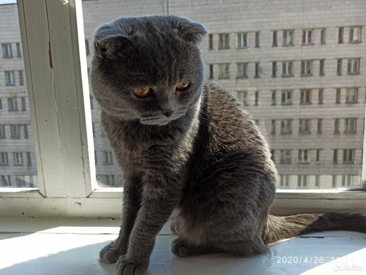 Шотландский кот. вязка купить на Зозу.ру - фотография № 3