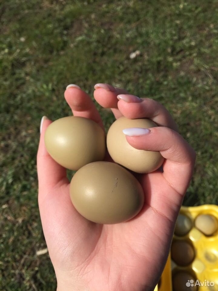 Инкубационное яйцо фазана купить на Зозу.ру - фотография № 4
